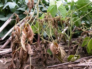 Brown discoloration of a soybean stem as a result of infection by Phytophthora sojae. Photo Credit: Craig Grau.