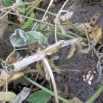 Symptoms of Sclerotinia stem rot on soybean