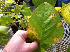 Symptoms of soybean vein necrosis disease (SVND)