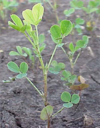Alfalfa seedlings with signs of Aphanomyces infection