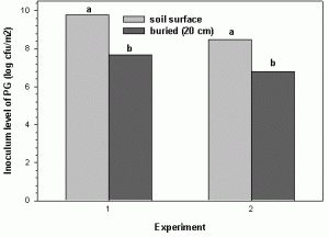 The BSR pathogen survives solely in soybean residue.