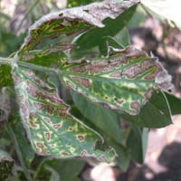 Soybean Leaf with Symptoms of SDS