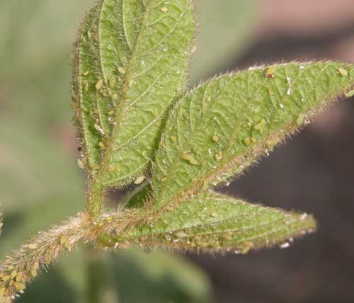 Soybean aphids cause damage by sucking plant sap and transmitting viruses during the feeding process.