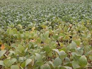 Soybean rust fungicide trial 