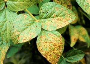 Leaf spots caused by the fungus Septoria glycines. Photo credit: Brian Hudelson, UW Plant Disease Clinic