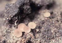 Apothecia of the white mold fungus on the soil surface. The little mushrooms are 1/4 to 1/2 inch in diameter.