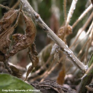 Signs of the white mold pathogen on a soybean stem