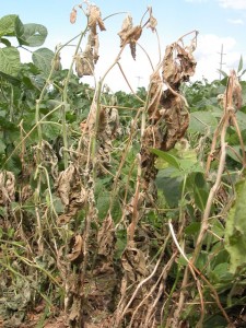 Wilting and plant death as a result of Sclerotinia stem rot. Photo Credit: Craig Grau.