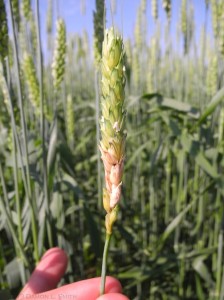 Fusarium head blight (scab) on a wheat head.