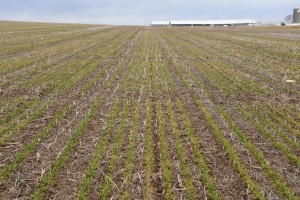 Figure 1. A stand of winter wheat at the Arlington Agriculture Research Station.  Photo take April 11, 2014.