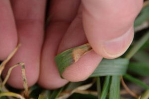 Figure 2. A Septoria leaf blotch lesion on winter wheat. Note the black pimple-like fruiting structures (pycnidia) present in the center of the lesion. These structures are very diagnostic for Septoria leaf blotch.