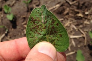 Figure 2. Purple-brown lesions characteristic of early Septoria brown spot symptoms.