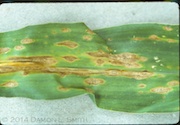 Figure 3. Anthracnose leaf blight symptoms on a corn leaf.