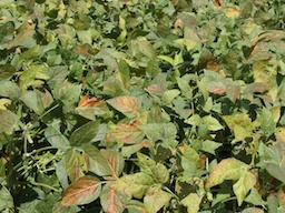 Figure 1: Bronzing of soybean leaves caused by Cercospora leaf blight