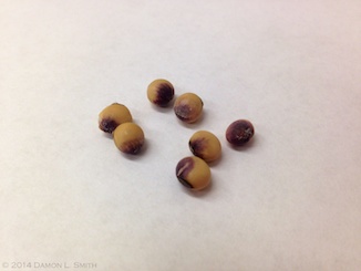 Figure 3: Purple seed stain caused by Cercospora kikuchii
