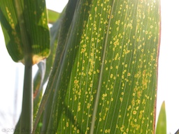 Figure 2. Eyespot symptoms on a corn leaf.