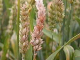 Symptoms of Fusarium head blight (scab) on a wheat head.