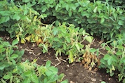 Phytophthora Root Rot of Soybean
