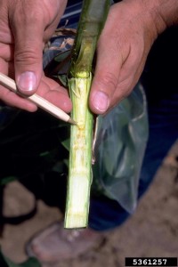 Figure 3. Orange vascular tissue of a corn plant with Goss's wilt. Photo credit: Howard F. Schwartz, Colorado State University, Bugwood.org.