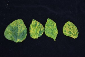 Figure 2. Severe symptoms of Alfalfa mosaic virus on soybean leaflets.