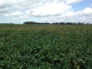 Damage from white mold in a soybean field under irrigation.