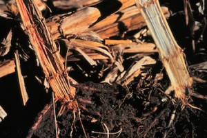 Figure 1. Gibberella stalk rot on corn. Severe stalk rot on the left and less severe stalk rot on the right.