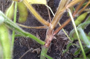 Figure 1. Northern stem canker lesion on soybean main stem 
