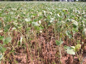 Patches of soybean plants killed by stem canker.
