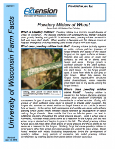 Powdery Mildew of Wheat Fact Sheet