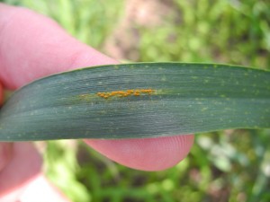 Figure 2. Yellow pustules indicative of stripe rust on a wheat leaf.