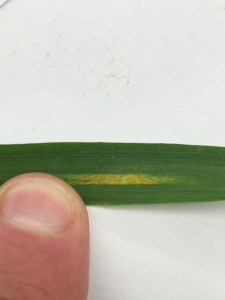 Figure 2. Stripe Rust Pustules on a Winter Wheat Leaf
