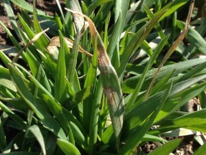 Figure 1. Septoria leaf blotch on a young winter wheat plant.