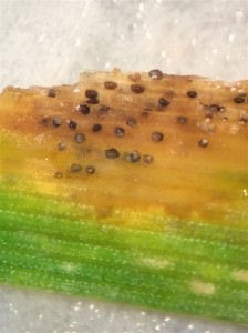 Figure 3. Gelatinous spore masses exuding from fruiting bodies of the Septoria fungus.