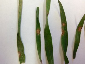 Figure 2. Fruiting bodies of the Septoria fungus on winter wheat leaves.