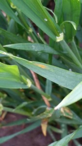 Active Stripe Rust Pustules on a Winter Wheat Leaf in Sharon, Wisconsin.