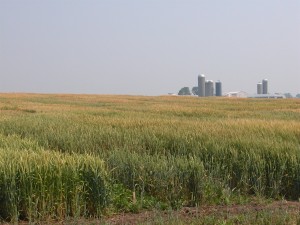 Winter Wheat Grown in Wisconsin