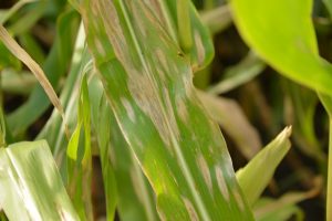 Figure 1. Northern Corn Leaf Blight symptoms on a corn leaf.