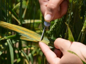 Figure 1. Stripe rust spores on a wheat leaf, being collected for research.