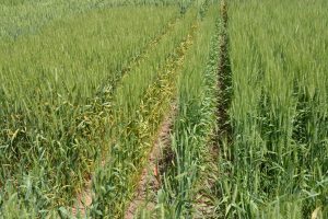 Figure 3. A stripe rust susceptible winter wheat variety on the left and a resistant winter wheat variety on the right. Note the yellow leaves on the variety on the left.