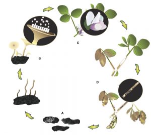 Figure 2. White mold cycle on soybean. Drawing created by Renée Tesdall.