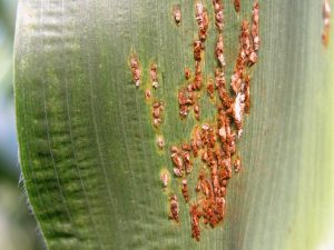Figure 1. Brick-red Pustules of the common rust fungus on a corn leaf.
