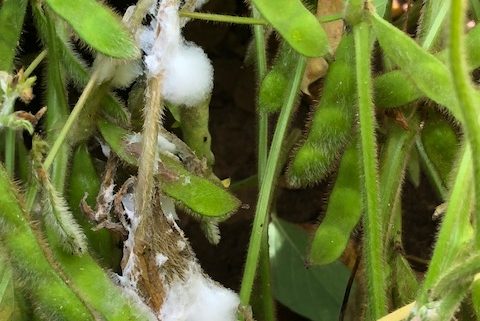 Effects of Fall Tillage on Soybean White Mold and Sudden Death