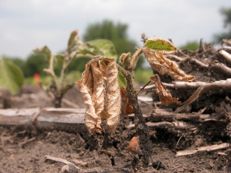 Soybean Seedling Diseases Archives - Badger Crop Doc